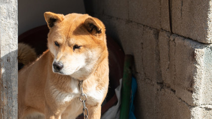 Jindo dog, a cute native dog in Korea