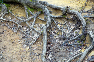 racines extérieures