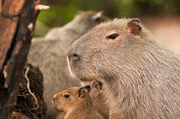 Capivara