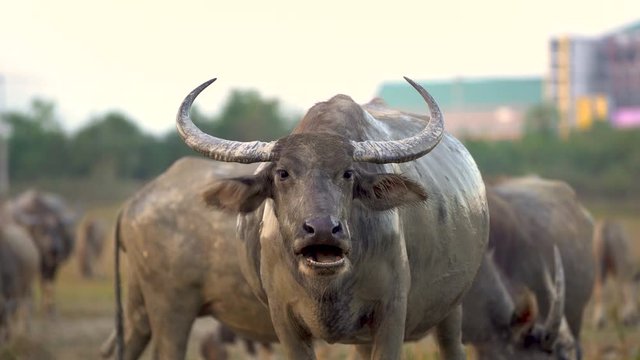 Close up shot of a water buffalo staring at the camera while chewing grass and wiggling its ears