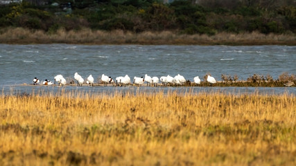 Eurasian Spoonbill (Platalea leucorodia)  flock in the UK