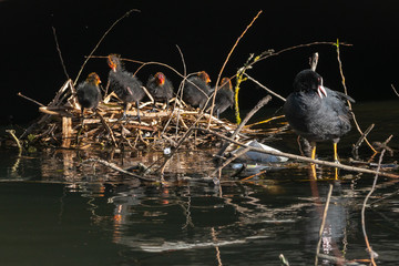 Coot (Fulica atra), taken in the UK
