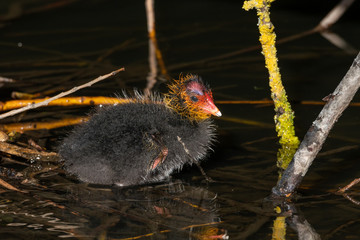 Coot (Fulica atra), taken in the UK