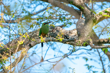 Turquoise-browed Motmot (Eumomota superciliosa)