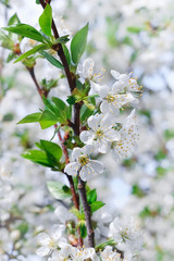 Flowers of cherry tree close up.