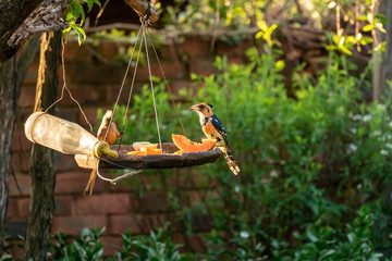 Crested Barbet (Trachyphonus vaillantii), taken in South Africa