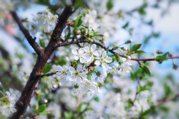 Flowers of cherry tree close up.