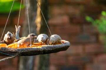 Speckled Mousebird (Colius striatus) in South Africa