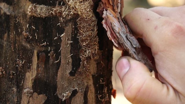 A colony of small bugs under the bark of an old dead tree, close-up