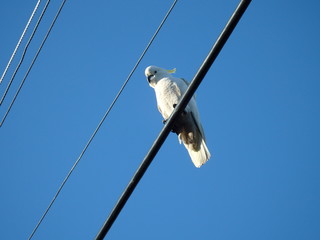 Sulphur Crested Cockatoo perching in a wire.