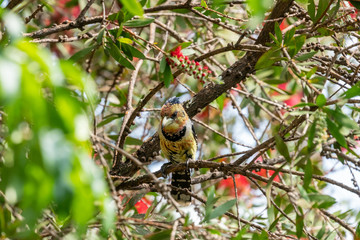 Crested Barbet (Trachyphonus vaillantii), taken in South Africa