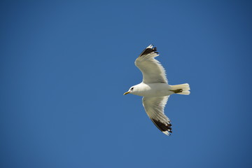 Möwe Segelflug Nordsee