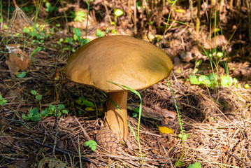 White mushroom in the forest