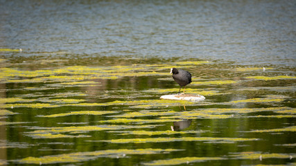 Coot (Fulica atra), taken in the UK
