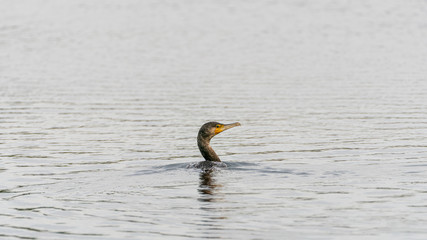 Great Cormorant (Phalacrocorax carbo), taken in the UK