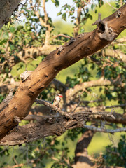 Brown-hooded Kingfisher (Halcyon albiventris) in South Africa