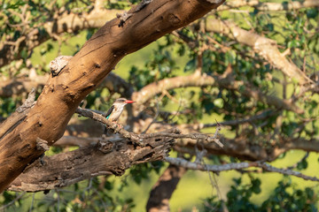 Brown-hooded Kingfisher (Halcyon albiventris) in South Africa