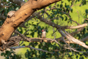 Brown-hooded Kingfisher (Halcyon albiventris) in South Africa