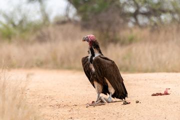 Lappet-Faced Vulture (Torgos tracheliotus)