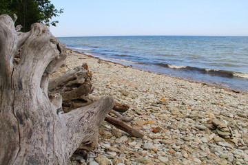 Wooden snag on stone seashore on a summer day