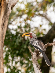 Southern Yellow-Billed Hornbill (Tockus leucomelas)