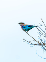 Lilac-Breasted Roller (Coracias caudatus) in South Africa