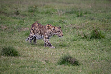 Leopard slinking in the grass of the Masai Mara