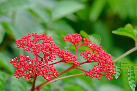 Small red flowers on shrub of Leea Rubra or Red Leea plant. Selective focus.