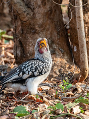 Southern Yellow-Billed Hornbill (Tockus leucomelas)