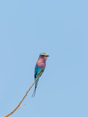 Lilac-Breasted Roller (Coracias caudatus) in South Africa