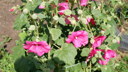 flowers in the garden