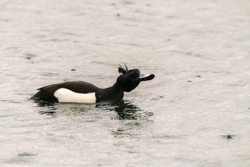 Tufted Duck (Aythya fuligula), taken in the UK