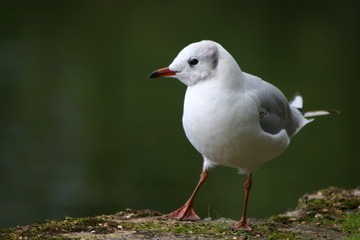 seagull on beach