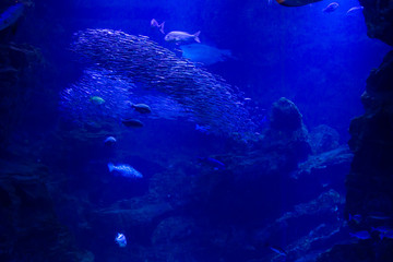 水族館の魚
