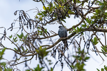 Mississippi Kite (Ictinia mississippiensis) in Costa Rica