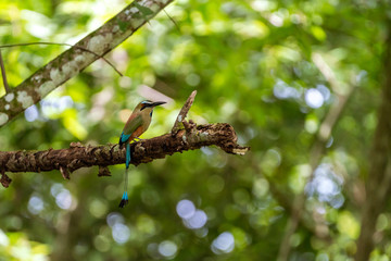 Turquoise-browed Motmot (Eumomota superciliosa)