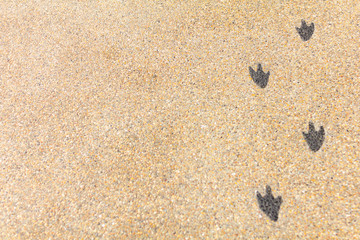 ペンギンの足跡の地面アート