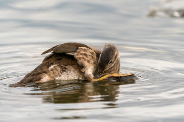Mandarin Duck (Aix galericulata), taken in the UK