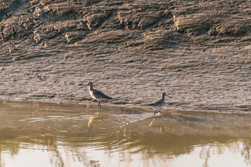 Black-tailed Godwit (Limosa limosa), taken in the UK