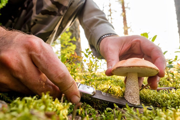 Man cutting with knife mushroom or orange cap boletus