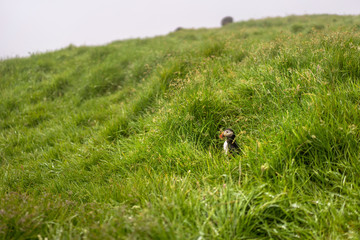 Atlantic Puffin sitting in a high grass on  Mykines, Faroe Islands.