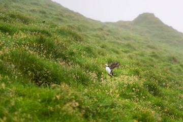Fototapeta premium Atlantic Puffin is landing into grass and his wings are open. Mykines, Faroe Islands.