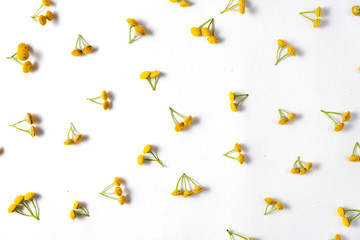 Autumn composition. Pattern made of yellow flower on white background. Autumn, fall, thanksgiving day concept. Flat lay, top view, copy space.