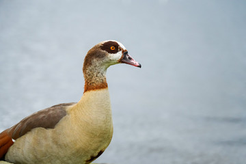 Egyptian goose (Alopochen aegyptiacus), taken in the UK
