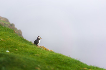 Faroese summer bird - Atlantic Puffin on a cliff edge, and thick fog behind.