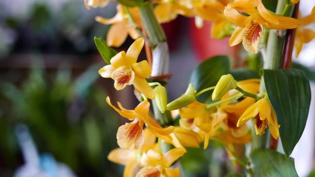 Yellow dendrobium orchid flowers in the garden