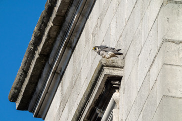Peregrine (Falco peregrinus) in the UK