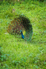 Obraz premium Peacock/Peafowl in safari park of bangladesh