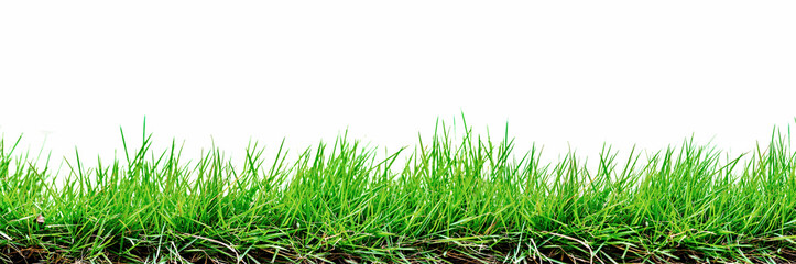 Fototapeta premium Grass isolated on white background