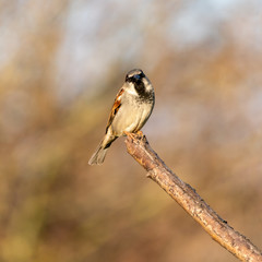 House sparrow (Passer domesticus), taken in the UK